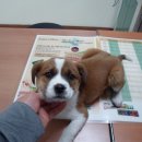 서울삼일교회 이미지