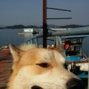 꼴통 Daum카페