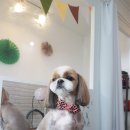 몽몽이 애견미용 이미지