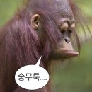 옷파는야옹이