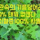 왕고들빼기효능 | 항산화, 항암작용 | 간기능개선 | 콜레스테롤개선 | 불면증해소 | 숙취해소 | 해열작용 | 식욕개선 | 당뇨개선 | 이미지