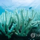 백화 이미지