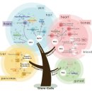 줄기세포(stem cell)이란 이미지