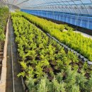 수막 목장 이미지