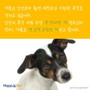 올어바웃펫 이미지