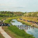 당진3동 이팝나무 이미지