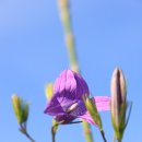 약초화한의원 이미지