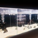 코보아쿠아 이미지