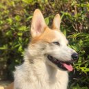 퍼피월드제주 이미지