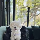 수인펫 | 강아지 이동가방 모드니펫 와이드 백팩 내돈내산 솔직후기