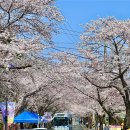 충무주공아파트(26065) | 경남 통영 4월 3박4일 여행 3 - 벚꽃 가득한 봉숫골과 맛있는 음식들, 그리고 바다