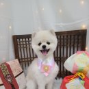 동그란 멍멍이 이미지