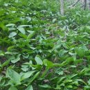 팔형제 농장 이미지