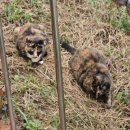 필내과의원 이미지