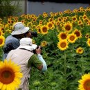 (주)해바라기 이미지