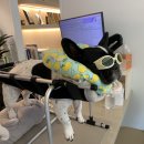 한걸음 동물병원 이미지