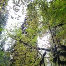 Hoh rain forest 워싱턴주 시애틀 올림픽 국립공원 이미지