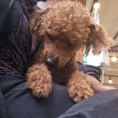 보라매웰종합동물병원 이미지