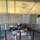 도로시지켜줄개 이미지