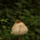 큰갓버섯. 흰가시광대버섯. 조개껍질버섯. 점박이광대버섯 이미지