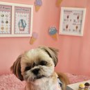 허니바우 이미지