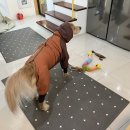 도그도마 이미지