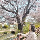 GS더프레시천안점 | 천안 원성천 벚꽃 실시간 업데이트, 주차장 걱정 없는 나들이 팁
