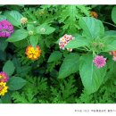 원찰보리빵