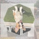 (주)선진펫 | 진천 강아지보호소 말티즈 무료 분양? 직접 가보니 충격