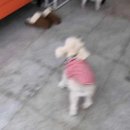 포지티브 보울 이미지