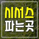 시서스 이미지