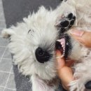 FCone펫 | 푸숑4.5개월, 아기개 간식은 뭘로 줄까?(천연간식 VS 인공간식)