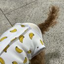 메디컬아이(주) | 부산동물메디컬센터 :: 14살 노견 강아지 담낭절제술 후기(4)