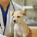 형제동물의료센터 이미지