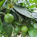 은명농장 이미지