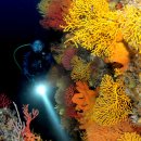 해로수중 이미지