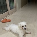 개나리 멍멍 이미지