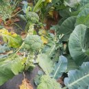 조리농업협동조합 이미지