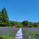 대대리육개장 | 2024 강원도 고성 하늬 라벤더 팜 개화 상황 시기LIVE 😄 꽃 축제