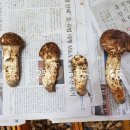 내린천약초 이미지