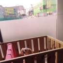 고색애견 이미지