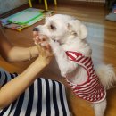 개언니네 이미지