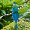 안데스 모트모트 [앤디언 모트모트 ; Andean motmot] 이미지