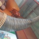 거상애견 이미지