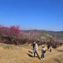 조은나무회현농원 | 진주 가볼만한곳 진주 매화숲 개방 기간 주차 실시간 개화상황 (2026.3.7)