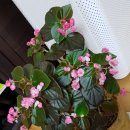 베고니아 이미지