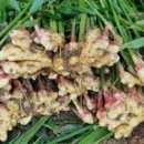 혜성농장 이미지