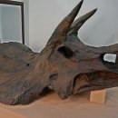 덕소자연사박물관 이미지