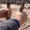 과수원 피스 이미지