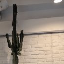 메르꼴레디 네이버블로그